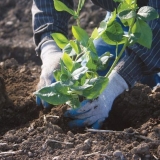 Da li je moguće presaditi borovnice na drugo mjesto: u jesen, proljeće, ljeto, rokovi i pravila
